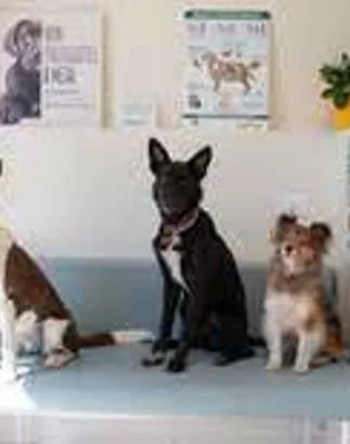 cani in sala attesa