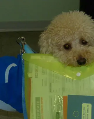 cane con cartellina