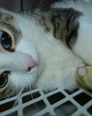 gatto in degenza