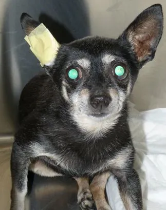 pinscher