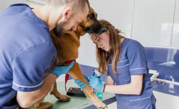 PRELIEVO EMATICO CANE