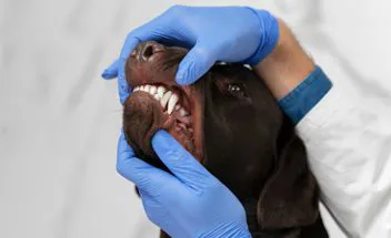 pulizia denti cane