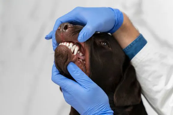 pulizia denti cane