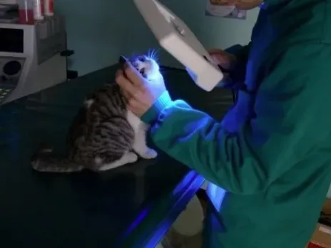 cura