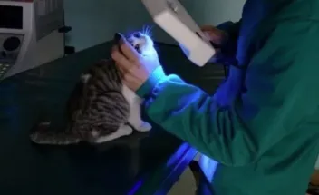 cura