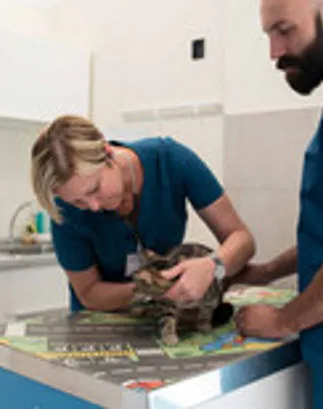 veterinari